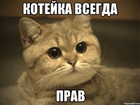 котейка всегда прав