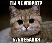 ты че упорот? буба ебаная