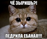 чё зыришь?! педрила ебаная!!!