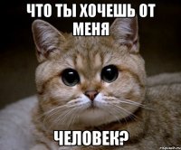 что ты хочешь от меня человек?