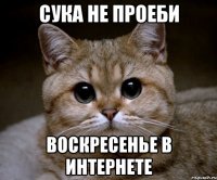 сука не проеби воскресенье в интернете