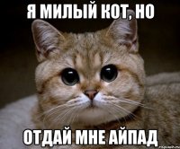 я милый кот, но отдай мне айпад