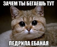 зачем ты бегаешь тут педрила ебаная