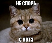 не спорь с котэ