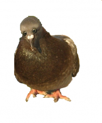 Отец? , Комикс Упоротый голубь