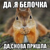 да ,я белочка да,снова пришла