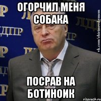 огорчил меня собака посрав на ботиноик