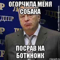 огорчила меня собака посрав на ботиноик