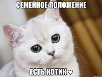 семейное положение есть котик ♥