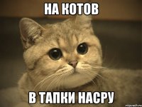 на котов в тапки насру