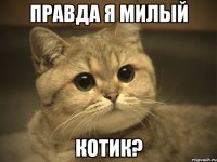 правда я милый котик?