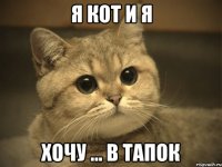 я кот и я хочу ... в тапок