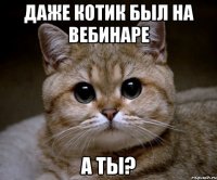 даже котик был на вебинаре а ты?