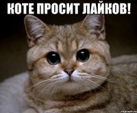 коте просит лайков! 