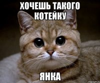 хочешь такого котейку янка