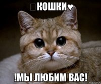 ★кошки♥ !мы любим вас!