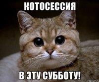 котосессия в эту субботу!