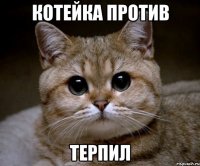 котейка против терпил