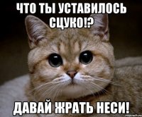 что ты уставилось сцуко!? давай жрать неси!