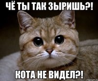 чё ты так зыришь?! кота не видел?!