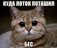 куда лоток поташил бес