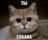 ты собака