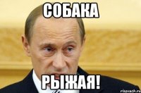 собака рыжая!