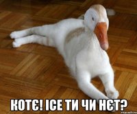  котє! ісе ти чи нєт?