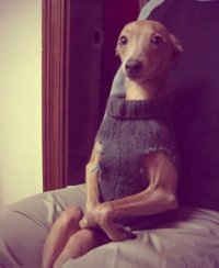 Ну что давай знакомится?!, Комикс snoop dogg