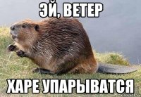 эй, ветер харе упарыватся