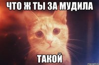 что ж ты за мудила такой