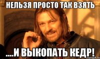 нельзя просто так взять ....и выкопать кедр!