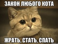 закон любого кота жрать, стать, спать