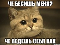 че бесишь меня? че ведешь себя как