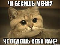 че бесишь меня? че ведешь себя как?