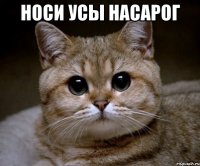 носи усы насарог 