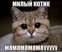 милый котик мямямямямяууууу