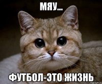 мяу... футбол-это жизнь