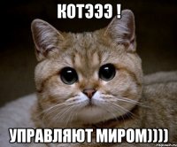 котэээ ! управляют миром))))