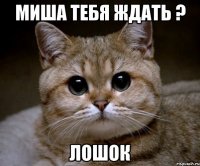 миша тебя ждать ? лошок