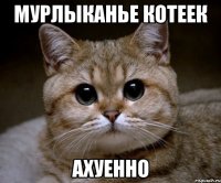 мурлыканье котеек ахуенно