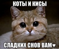 коты и кисы сладких снов вам♥