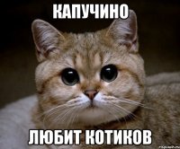 капучино любит котиков