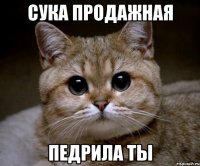 сука продажная педрила ты