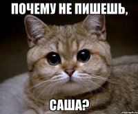 почему не пишешь, саша?