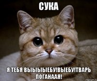 сука я тебя выыыыебу!выебу!тварь поганаая!