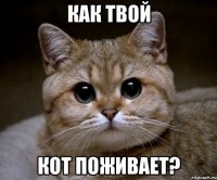 как твой кот поживает?