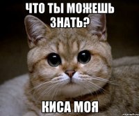 что ты можешь знать? киса моя