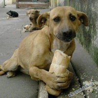 Собака