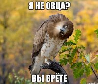 я не овца? вы врёте